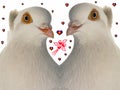 Wedding dove Royalty Free Stock Photo