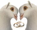 Wedding dove Royalty Free Stock Photo