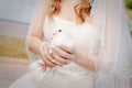 Wedding dove Royalty Free Stock Photo