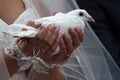 Wedding dove