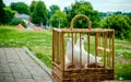 Wedding doves in cage Royalty Free Stock Photo