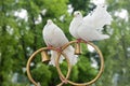Wedding doves sit on gold rings Royalty Free Stock Photo