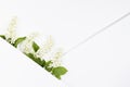 Wedding floral background with white bird cherry flowers, green leaf in row, white paper blank space, corner, lines text mockup.