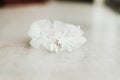 Wedding garter on a white background bridal accessory Royalty Free Stock Photo