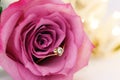 Wedding gold ring with diamond and rose flowers Royalty Free Stock Photo