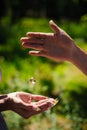 Wedding Gold Rings Fall From The Hands Of The Groom Into The Hands Of The Bride. Bride And Groom& x27;s Hands With Royalty Free Stock Photo