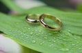 wedding gold rings on a green leaf Royalty Free Stock Photo