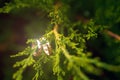 Wedding gold rings hanging on a branch nature