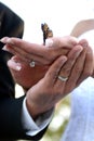 Wedding hands holding butterfly