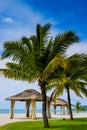 Wedding hut and Palm tree on the beach