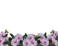 Wedding Invitation border Lavender Roses