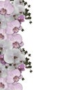 Wedding invitation Border orchids ivy