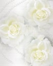 Wedding invitation roses and pearls Royalty Free Stock Photo