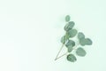 wedding or mothers day background green eucaliptus leaves over mint green background