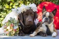 wedding photography, bride Labrador and groom Boston Terrier, dogs as people