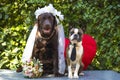 wedding photography, bride Labrador and groom Boston Terrier, dogs as people