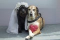 Wedding photography of dogs , the groom is a yellow mongrel big dog and the bride is a small schnauzer. Dogs are like people, a