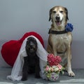 Wedding photography of dogs , the groom is a yellow mongrel big dog and the bride is a small schnauzer. Dogs are like people, a