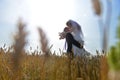 Wedding photography. A loving couple in a field of wheat.