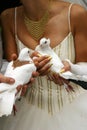 Wedding pigeons Royalty Free Stock Photo