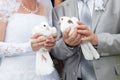 Wedding pigeons in hands the groom and the bride Royalty Free Stock Photo