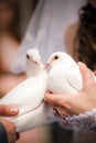 Wedding pigeons in hands Royalty Free Stock Photo