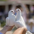 Wedding pigeons in hands Royalty Free Stock Photo