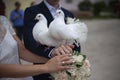 Wedding pigeons. White doves in the hands of the newlyweds