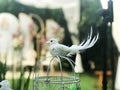 wedding pigeons. white doves in the hands of the newlyweds. wedding tradition, bride and groom Royalty Free Stock Photo