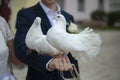 Wedding pigeons. White doves in the hands of the newlyweds Royalty Free Stock Photo