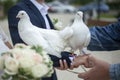 Wedding pigeons. White doves in the hands of the newlyweds Royalty Free Stock Photo