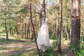 Wedding pink dress on hanger on the tree in the forest. Beautiful gown. Royalty Free Stock Photo