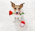 Wedding proposal dog with marraige ring