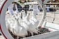 wedding releasing white doves on a sunny day in a cage Royalty Free Stock Photo