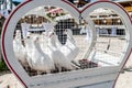 wedding releasing white doves on a sunny day in a cage Royalty Free Stock Photo