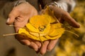 A wedding ring atop yellow autumn foliage