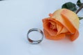 Wedding ring chromed and orange rose, on white background Royalty Free Stock Photo