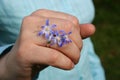 Wedding ring with flowers a primrose Royalty Free Stock Photo