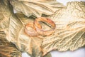 Wedding ring and gold leaves