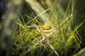 Wedding Ring on the Grass
