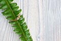 Wedding ring with a green branch on a wooden background. Top view Royalty Free Stock Photo