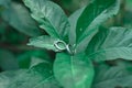 Wedding ring on green leaf.