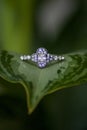 Wedding Ring on Large Plant Leaf Royalty Free Stock Photo
