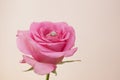 Wedding ring with pink rose on ligth background