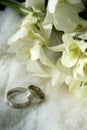 Wedding rings Royalty Free Stock Photo