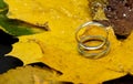 Wedding rings on autumn foliage. Wet leaves.