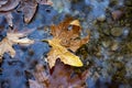 Wedding rings on the autumn maple leaf in the water. Wedding rings in autumn leaf in a lake. Royalty Free Stock Photo