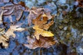 Wedding rings on the autumn maple leaf in the water. Wedding rings in autumn leaf in a lake. Royalty Free Stock Photo