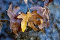 Wedding rings on the autumn maple leaf in the water. Wedding rings in autumn leaf in a lake. Royalty Free Stock Photo