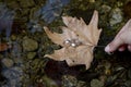 Wedding rings on the autumn maple leaf in the water. Wedding rings in autumn leaf in a lake. Royalty Free Stock Photo